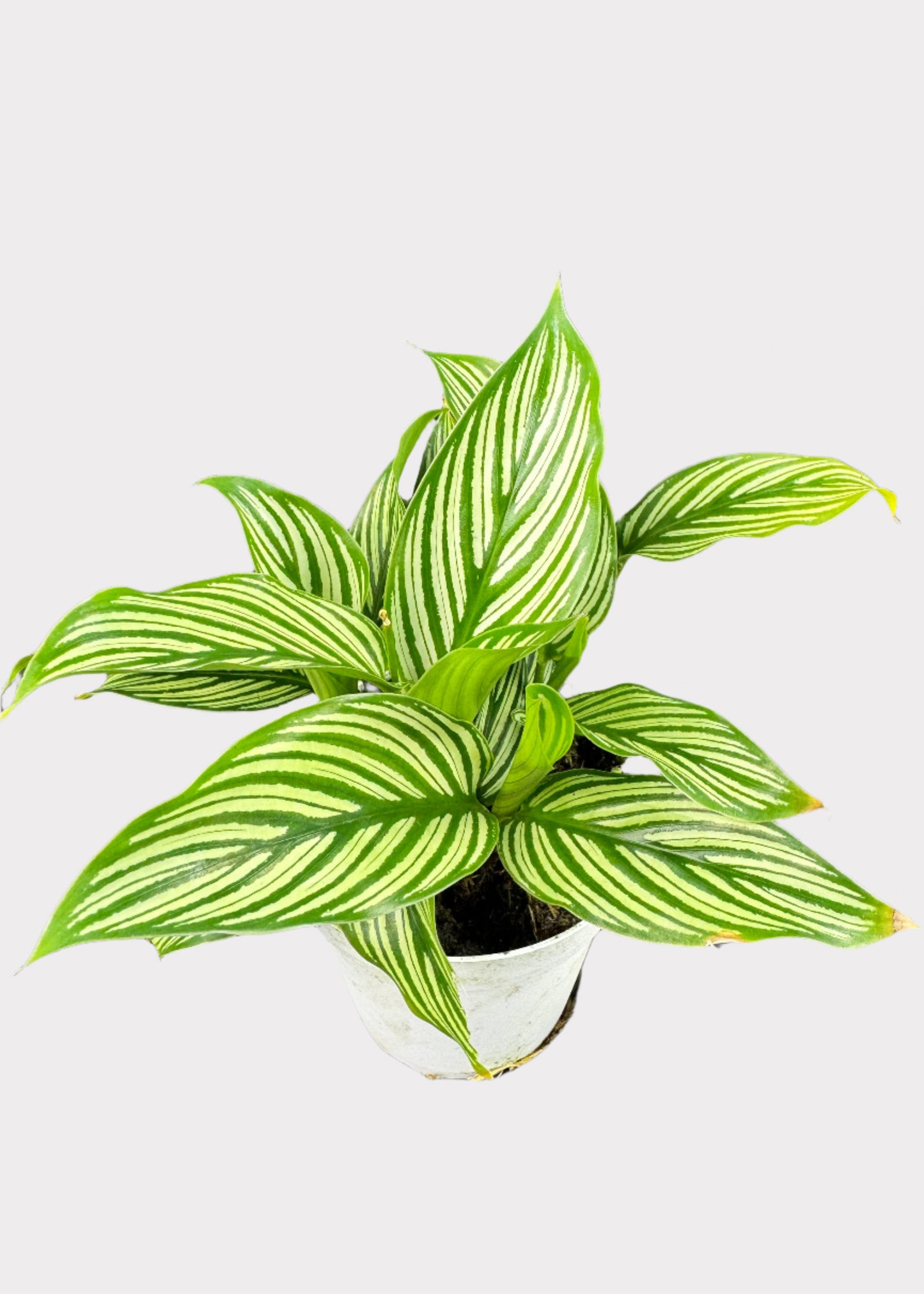 Calathea – Vittata