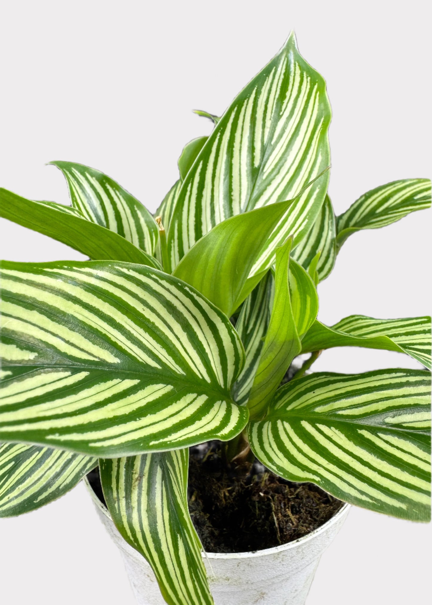 Calathea – Vittata