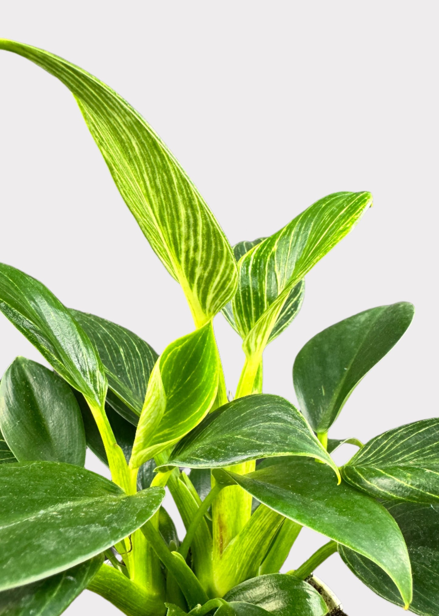 Philodendron - Birkin