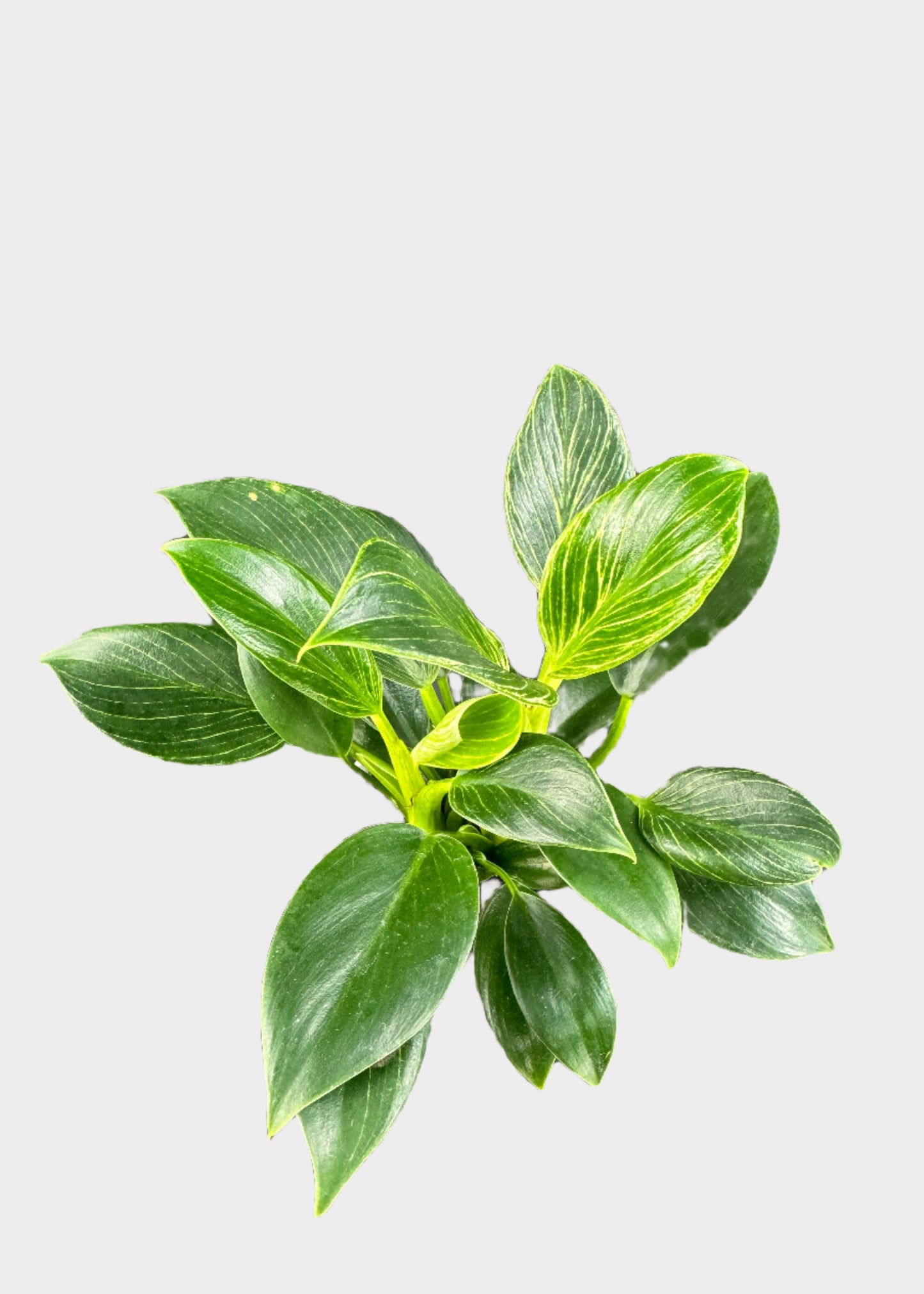 Philodendron - Birkin