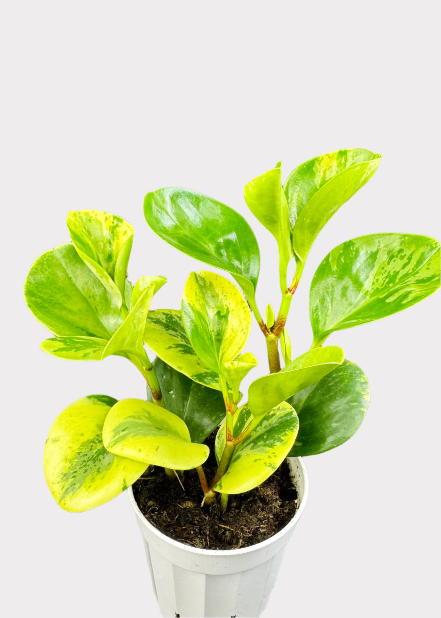 Peperomia - Marble Baby Rubber Plant