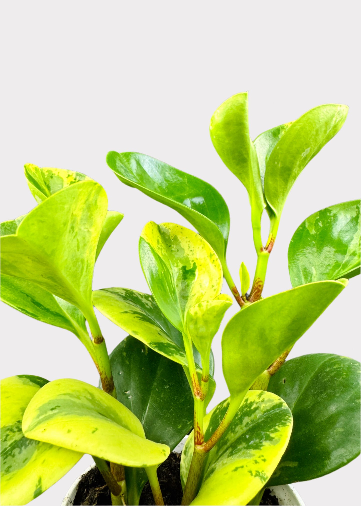 Peperomia - Marble Baby Rubber Plant