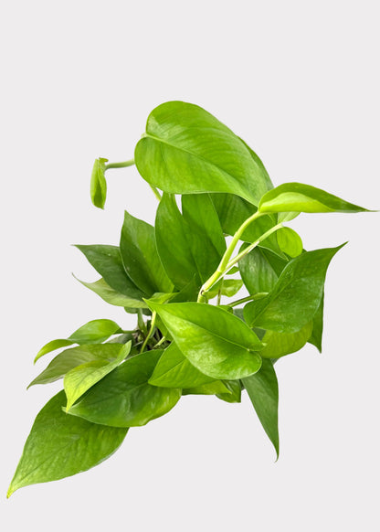 Pothos - Green Jade