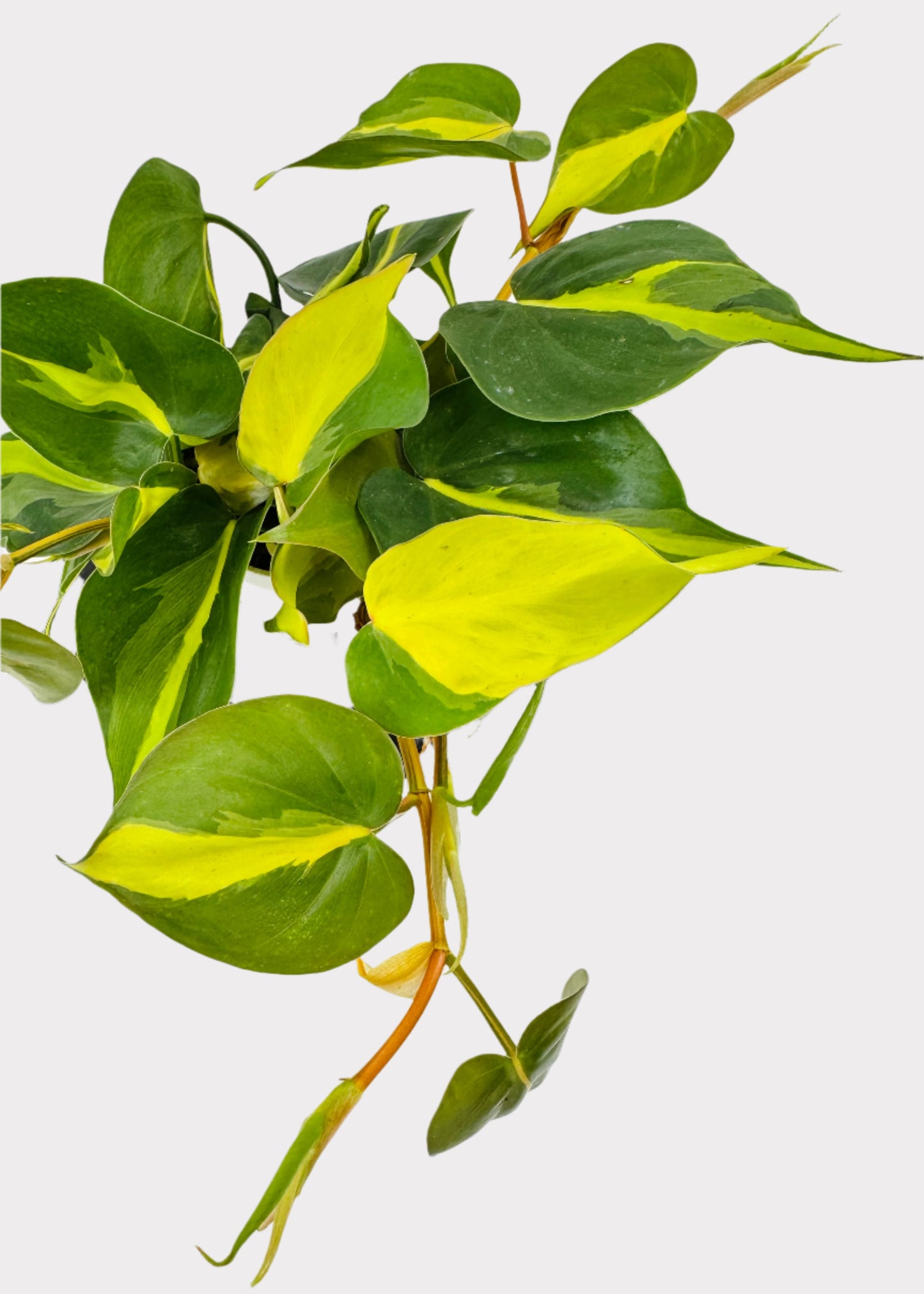 Philodendron - Brasil