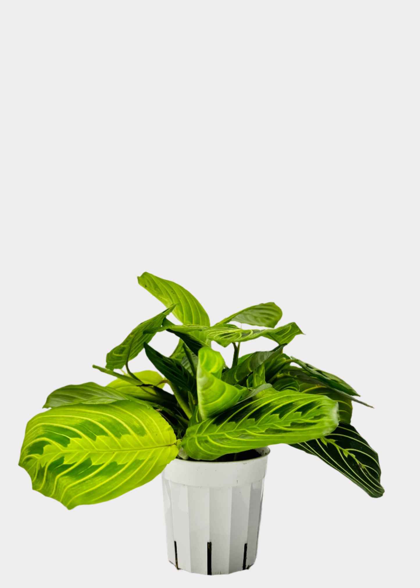 Maranta - Lemon Lime Prayer Plant