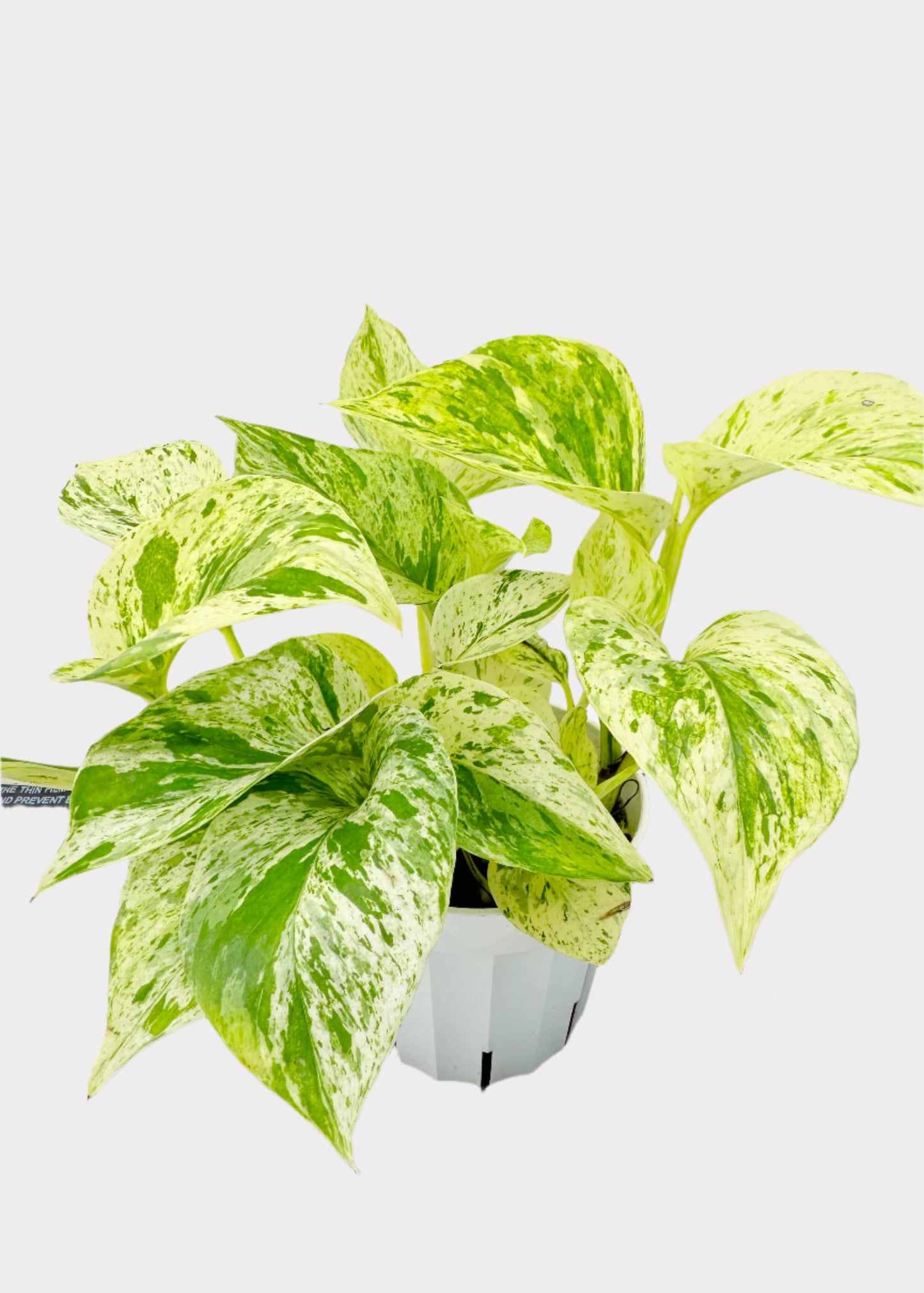 Pothos - Snow Queen