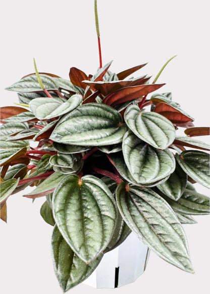 Peperomia - San Marino