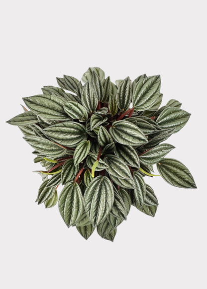 Peperomia - San Marino