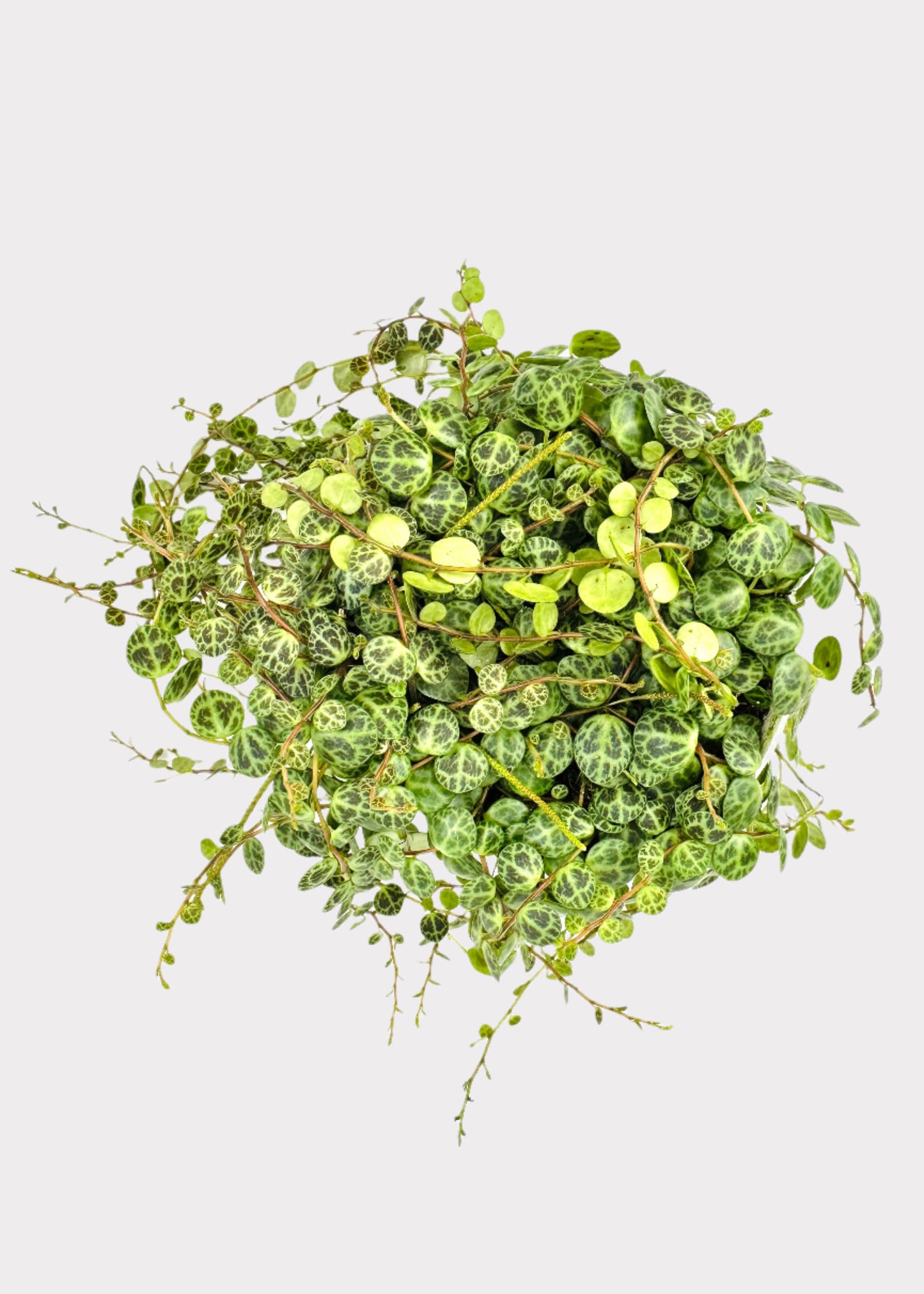 Peperomia - String of Turtles