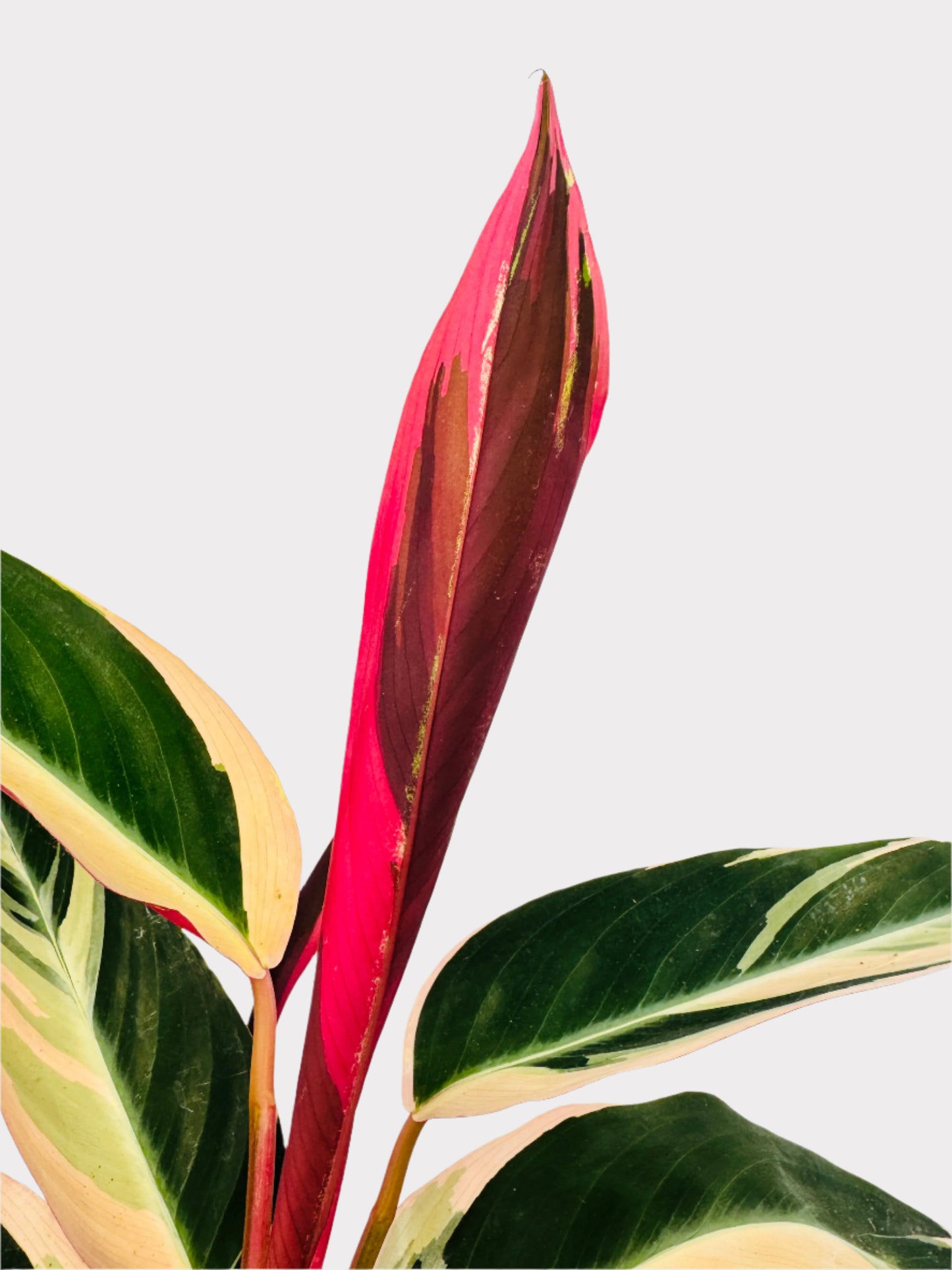 Stromanthe - Triostar Prayer Plant