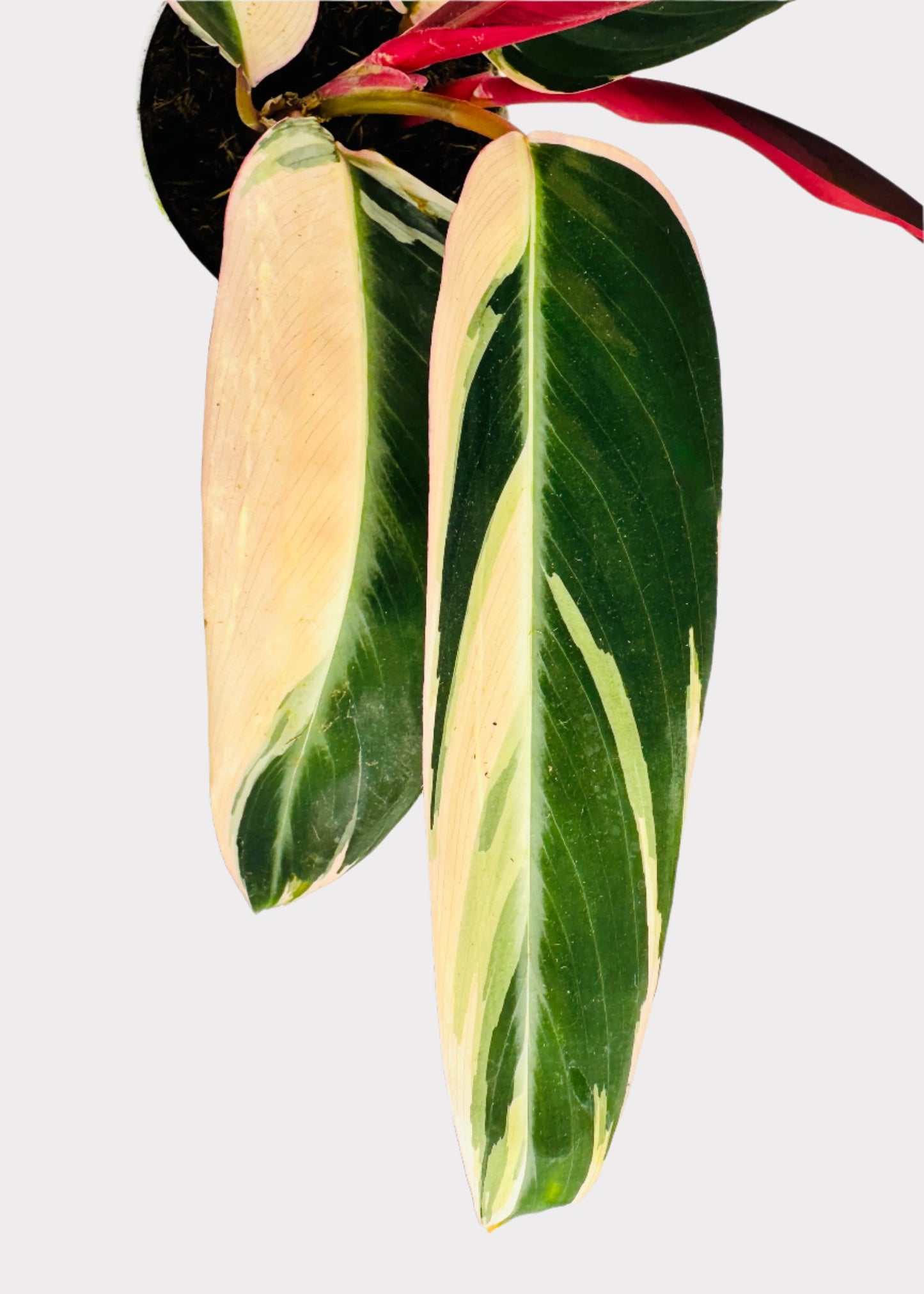 Stromanthe - Triostar Prayer Plant