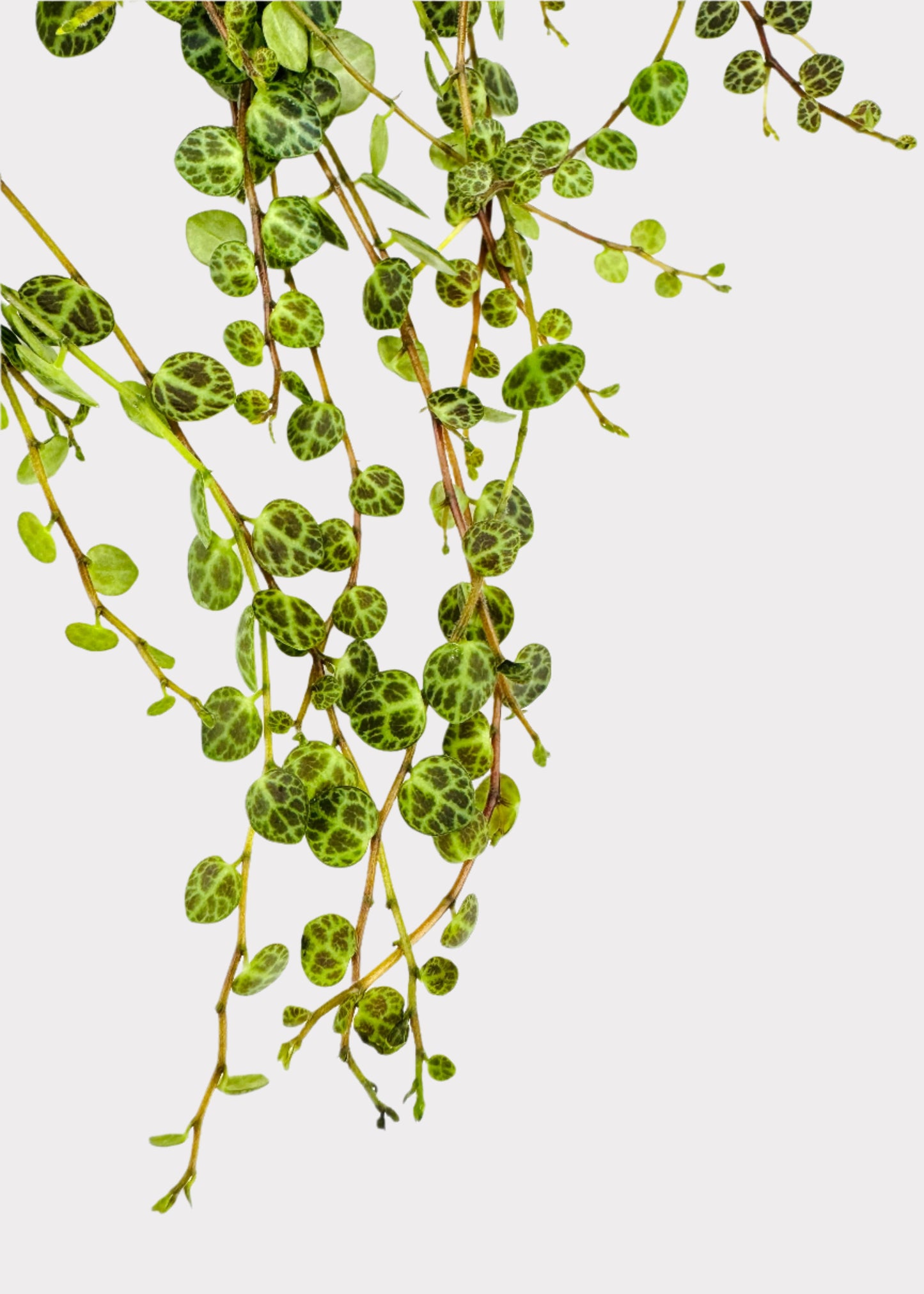 Peperomia - String of Turtles