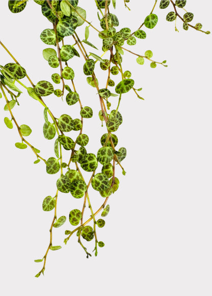 Peperomia - String of Turtles
