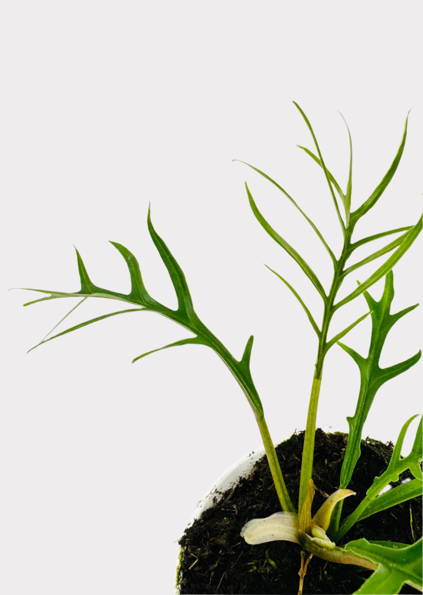 Philodendron - Tortum