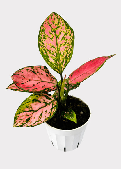 Chinese Evergreen - Lady Valentine