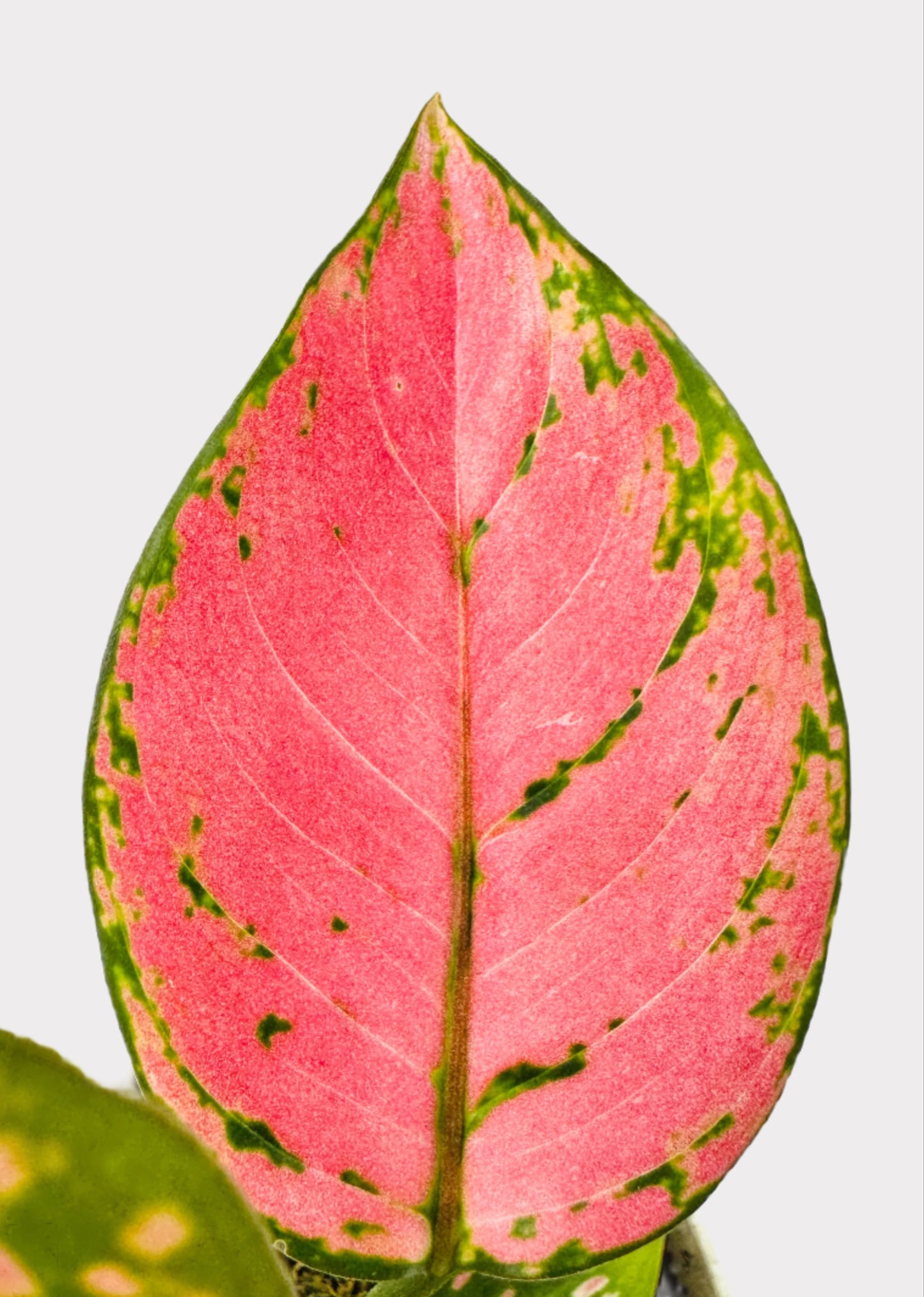 Chinese Evergreen - Lady Valentine