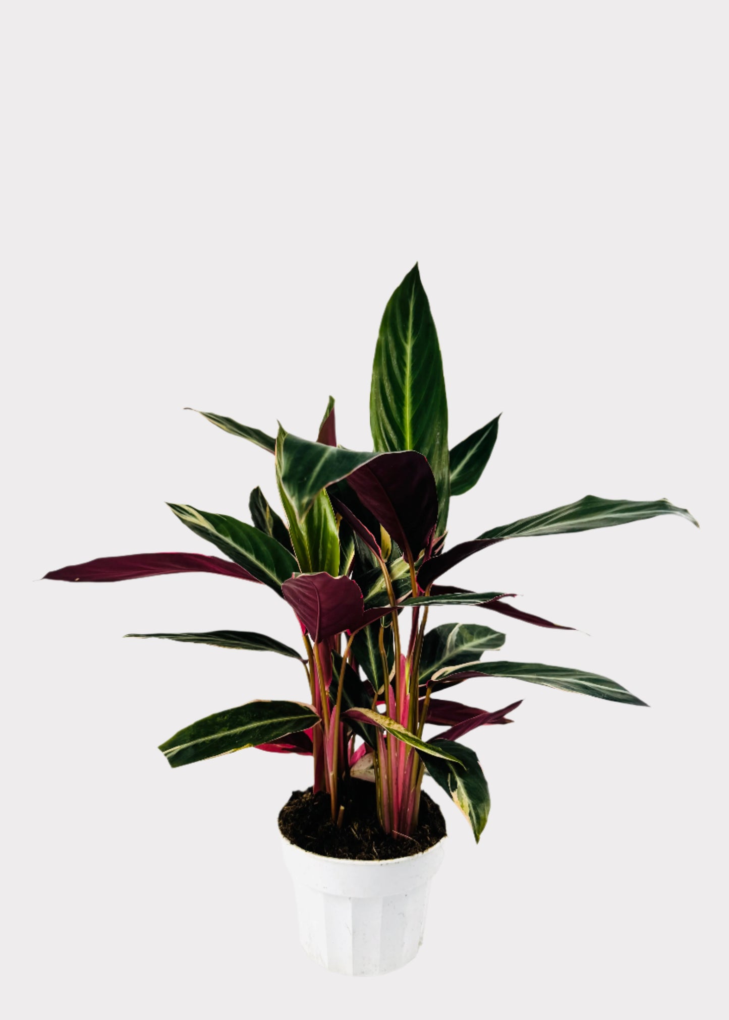 Stromanthe - Triostar Prayer Plant