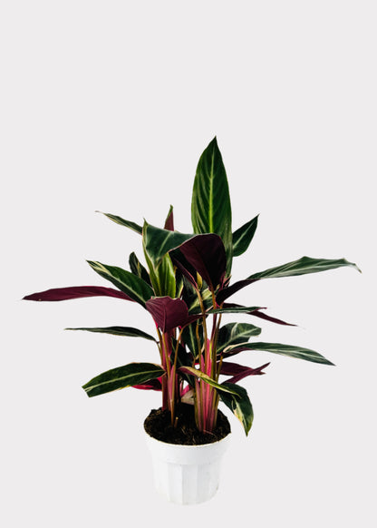 Stromanthe - Triostar Prayer Plant