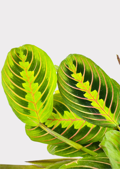 Maranta - Red Prayer Plant