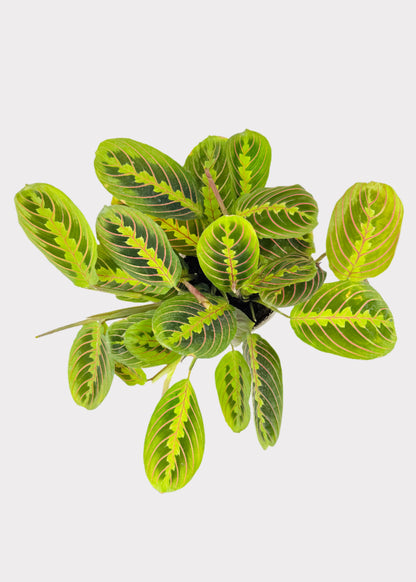 Maranta - Red Prayer Plant
