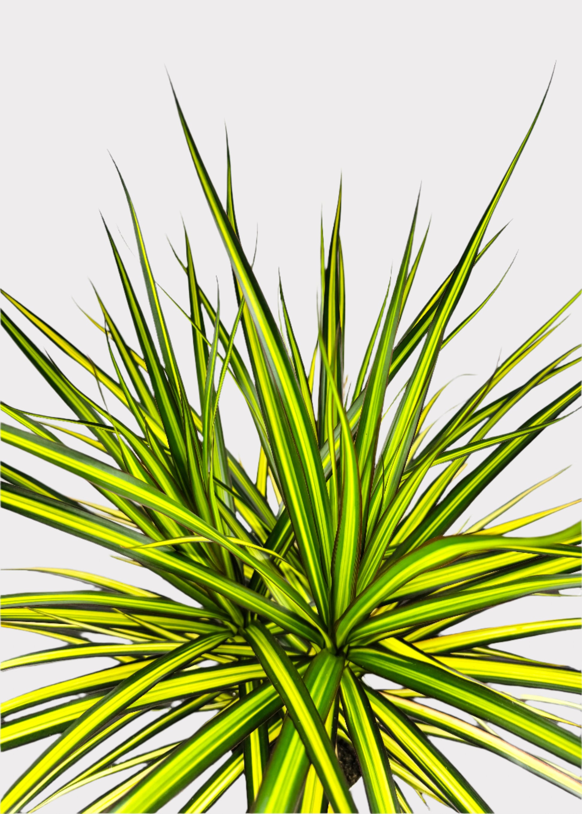dracaena sun ray cane Dracaena – Sun Ray – Rainbow