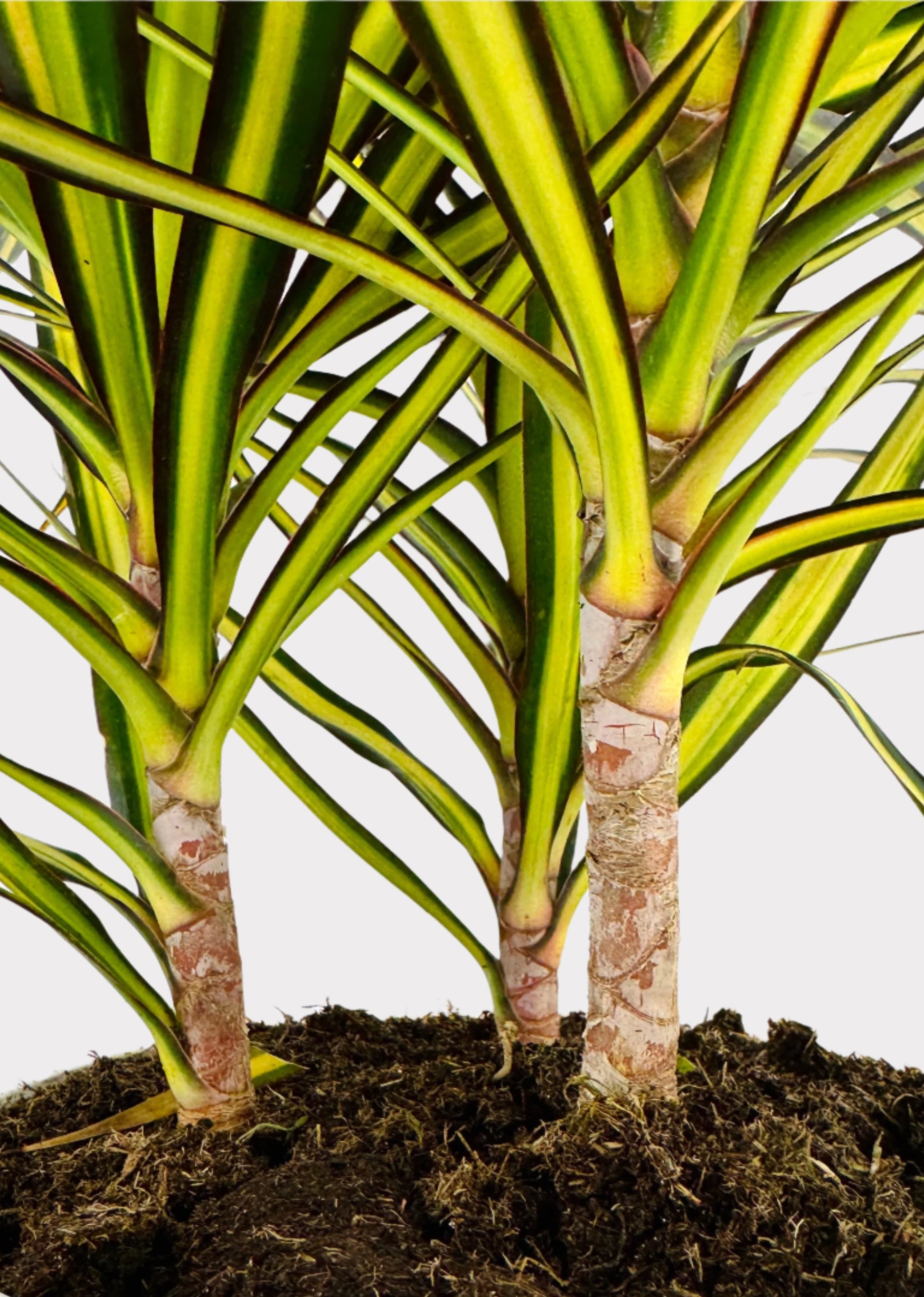 dracaena rainbow Dracaena – Sun Ray – Rainbow