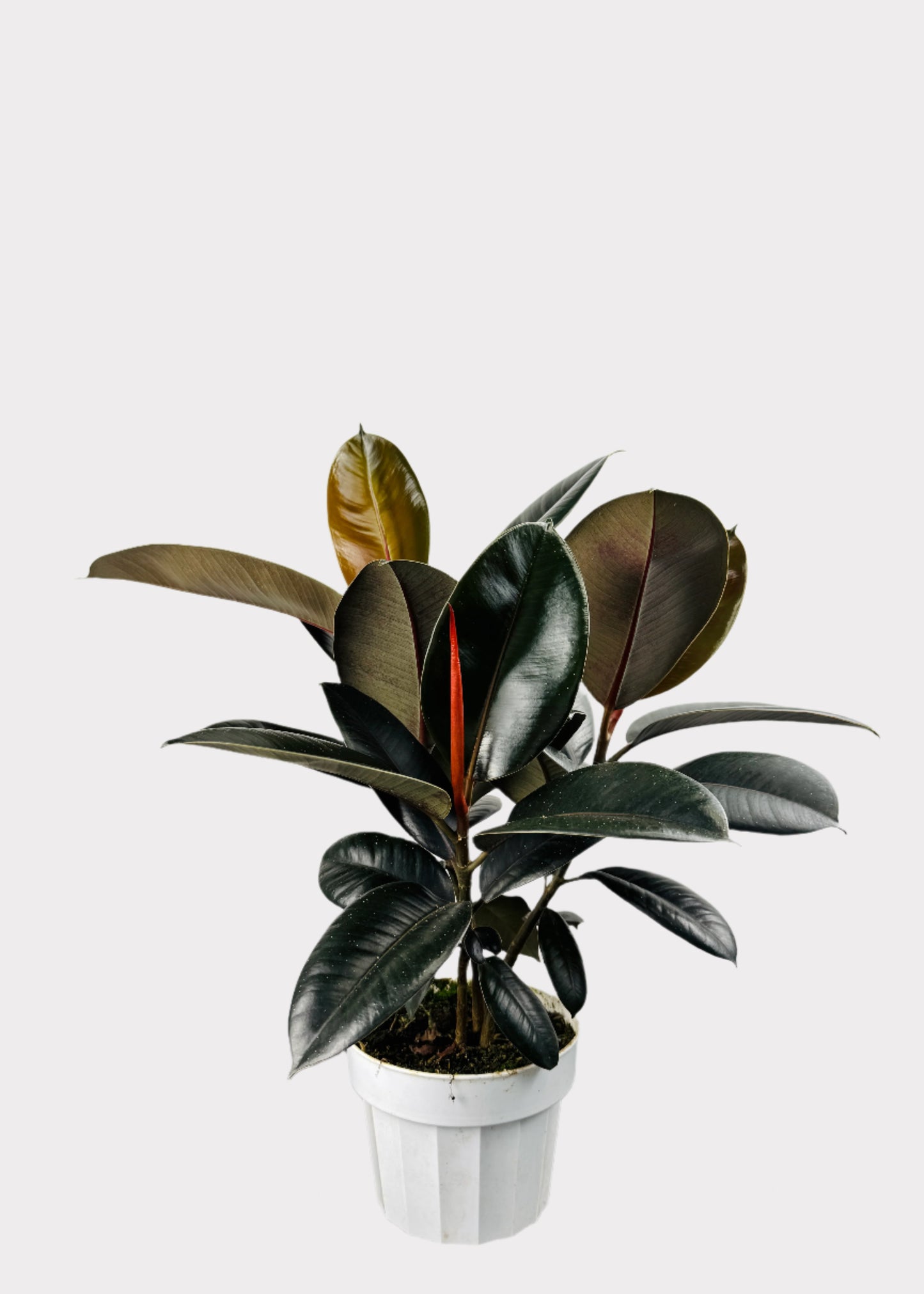 Ficus – Burgundy Rubber Plant