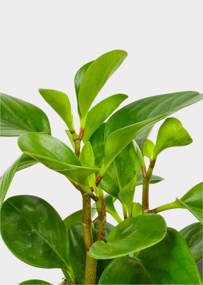 Peperomia - Lemon Lime