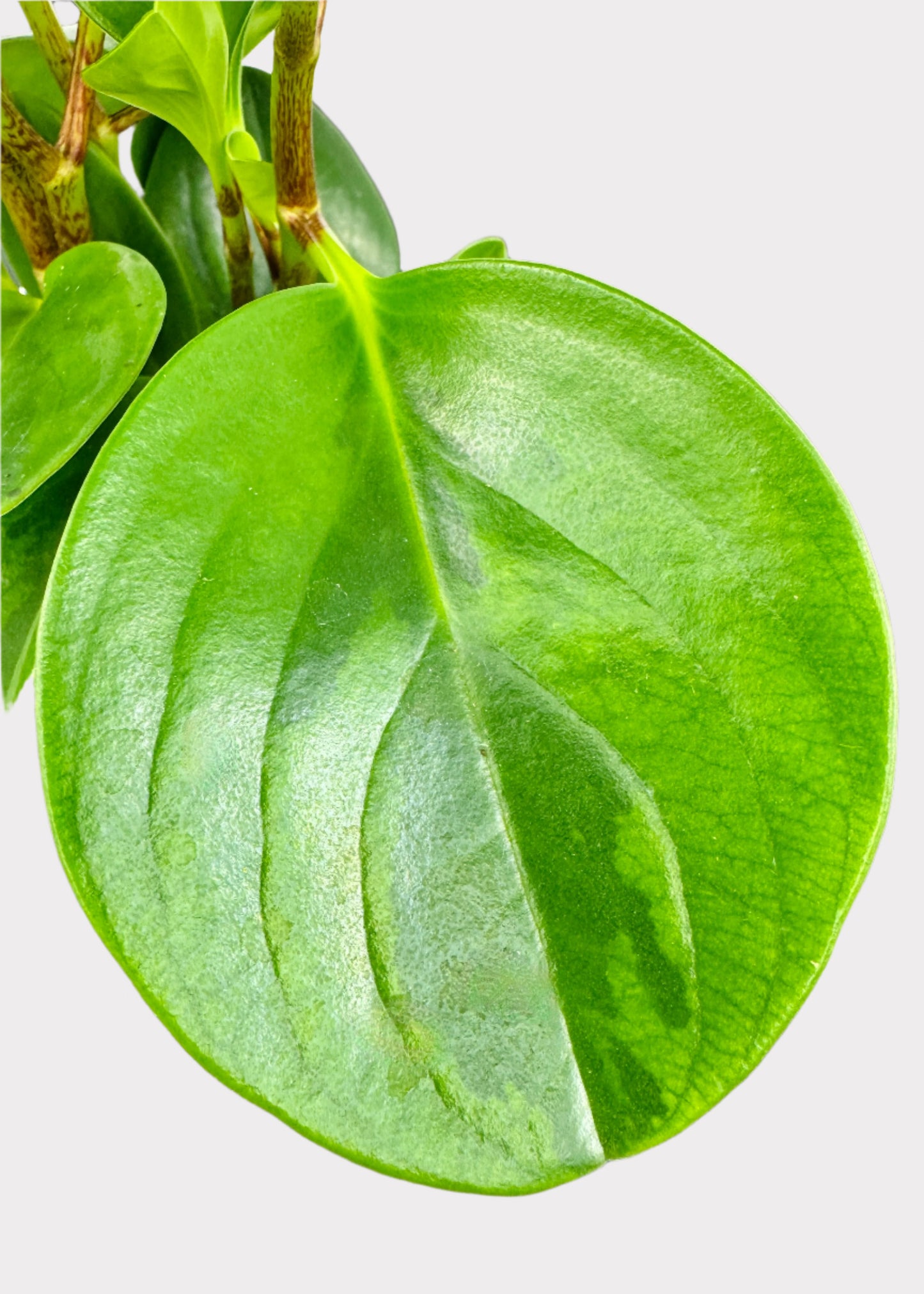 Peperomia - Lemon Lime