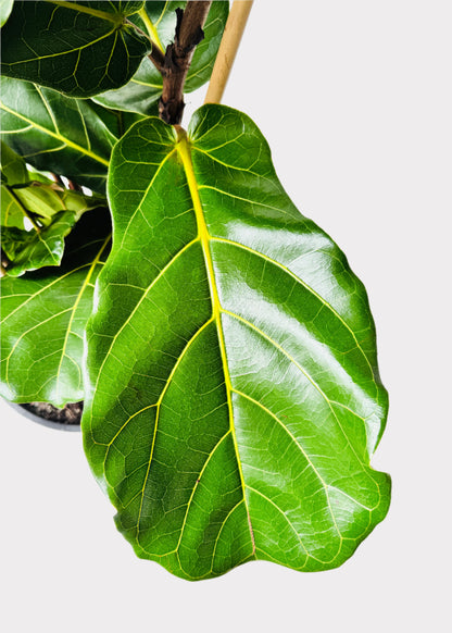 Ficus Lyrata - Fiddle Leaf Fig