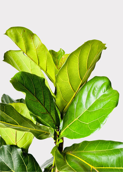 Ficus Lyrata - Fiddle Leaf Fig