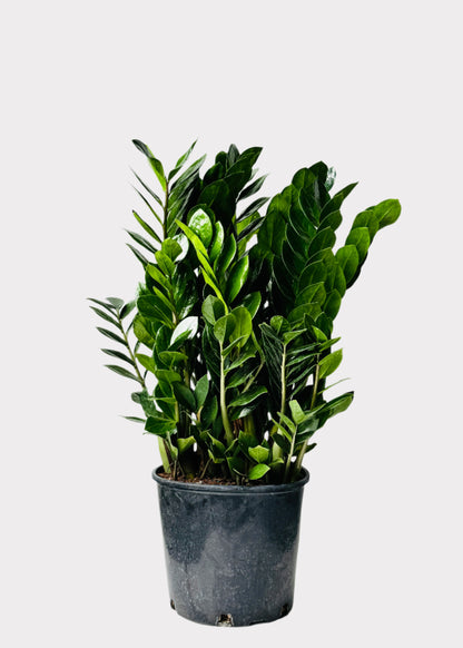Zamioculcas Zamiifolia - ZZ Plant