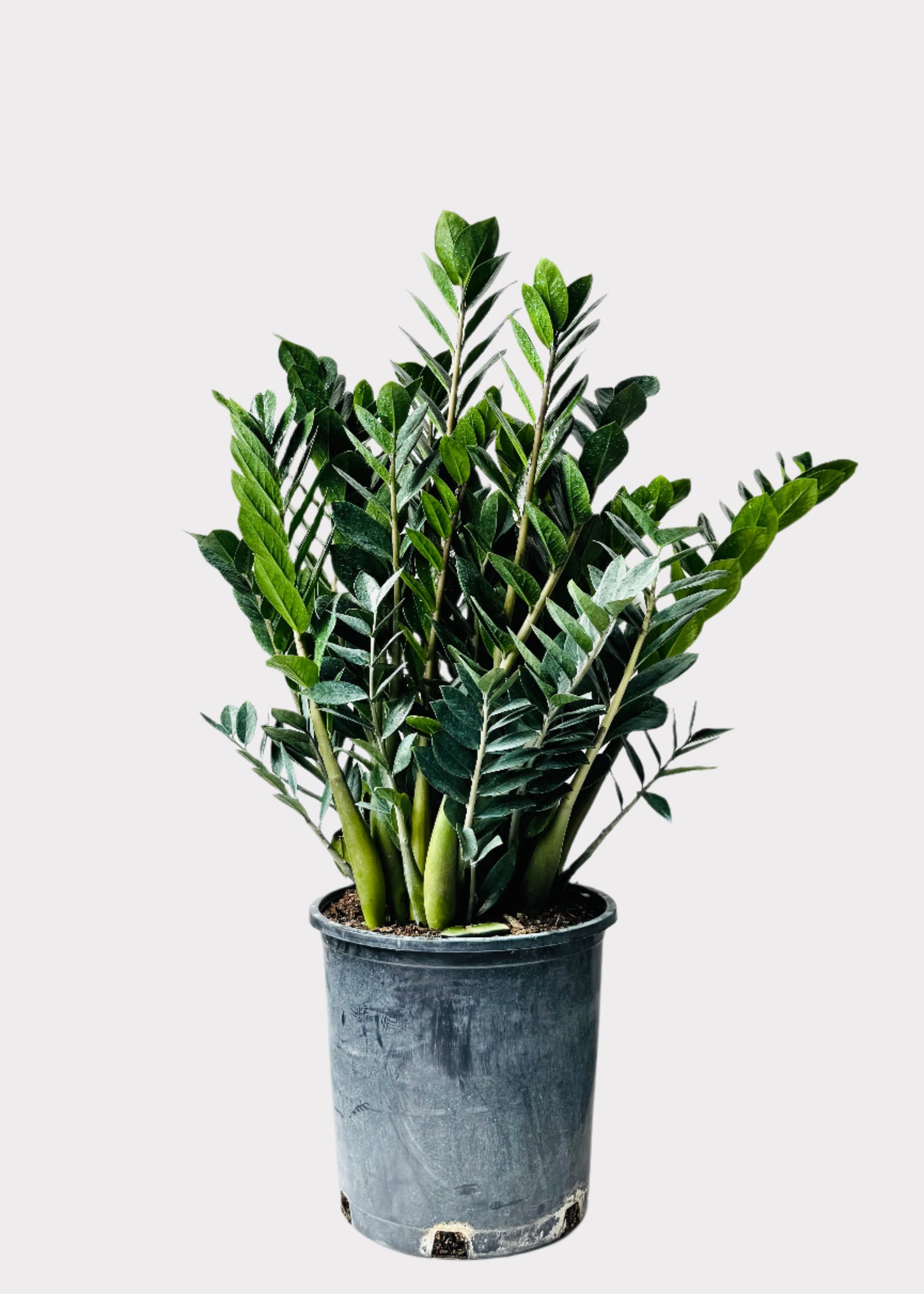 Zamioculcas Zamiifolia - ZZ Plant