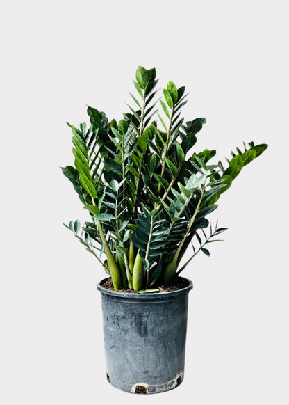 Zamioculcas Zamiifolia - ZZ Plant
