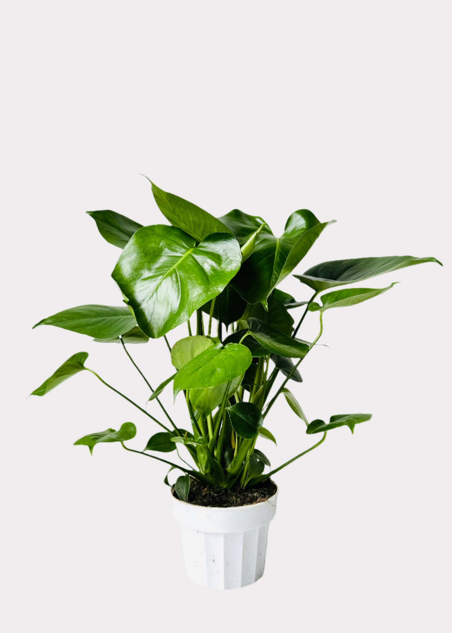 Monstera Deliciosa - Swiss Cheese Plant