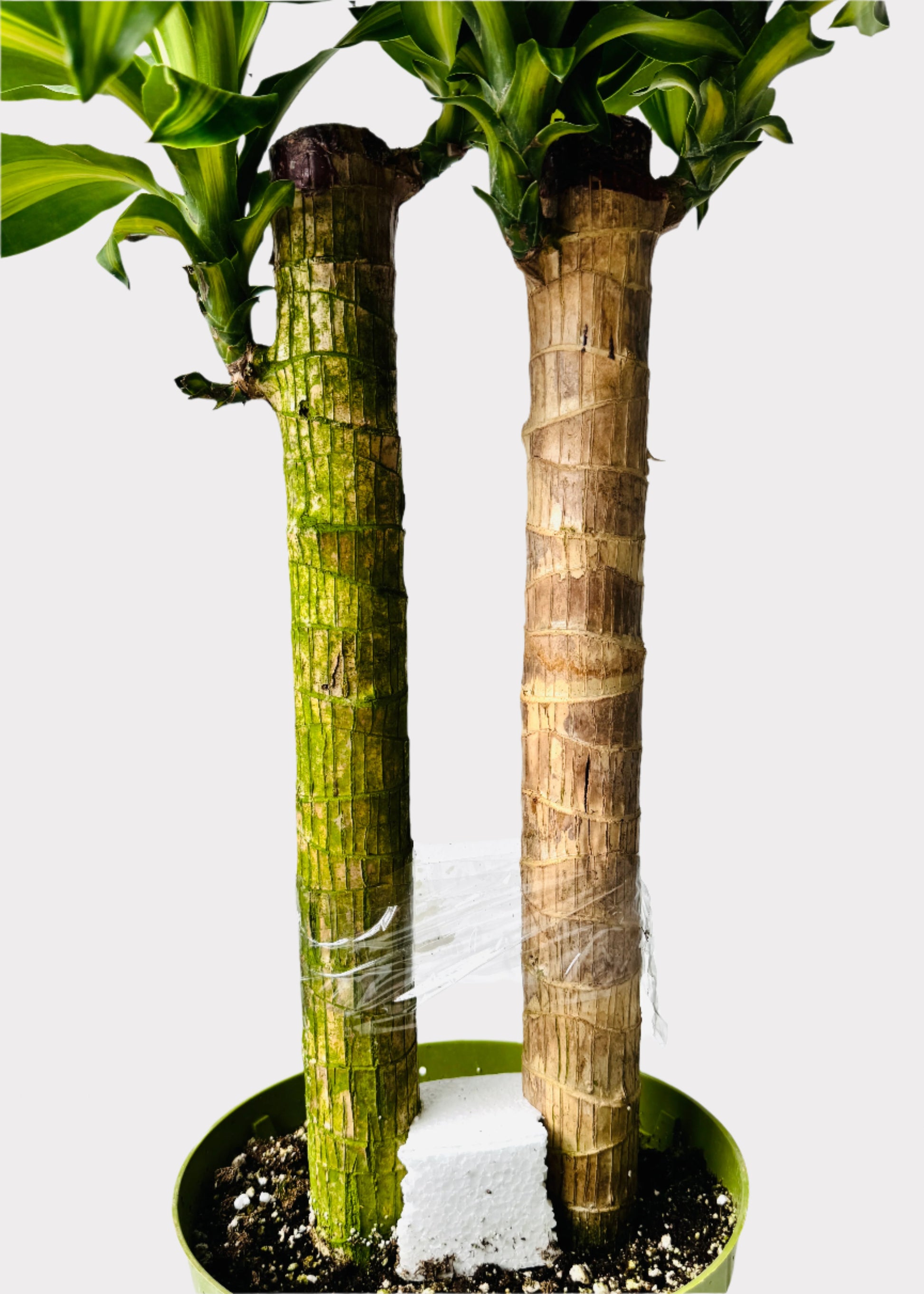 dracaena massangeana height Dracaena – Massangeana Cane – Rainbow