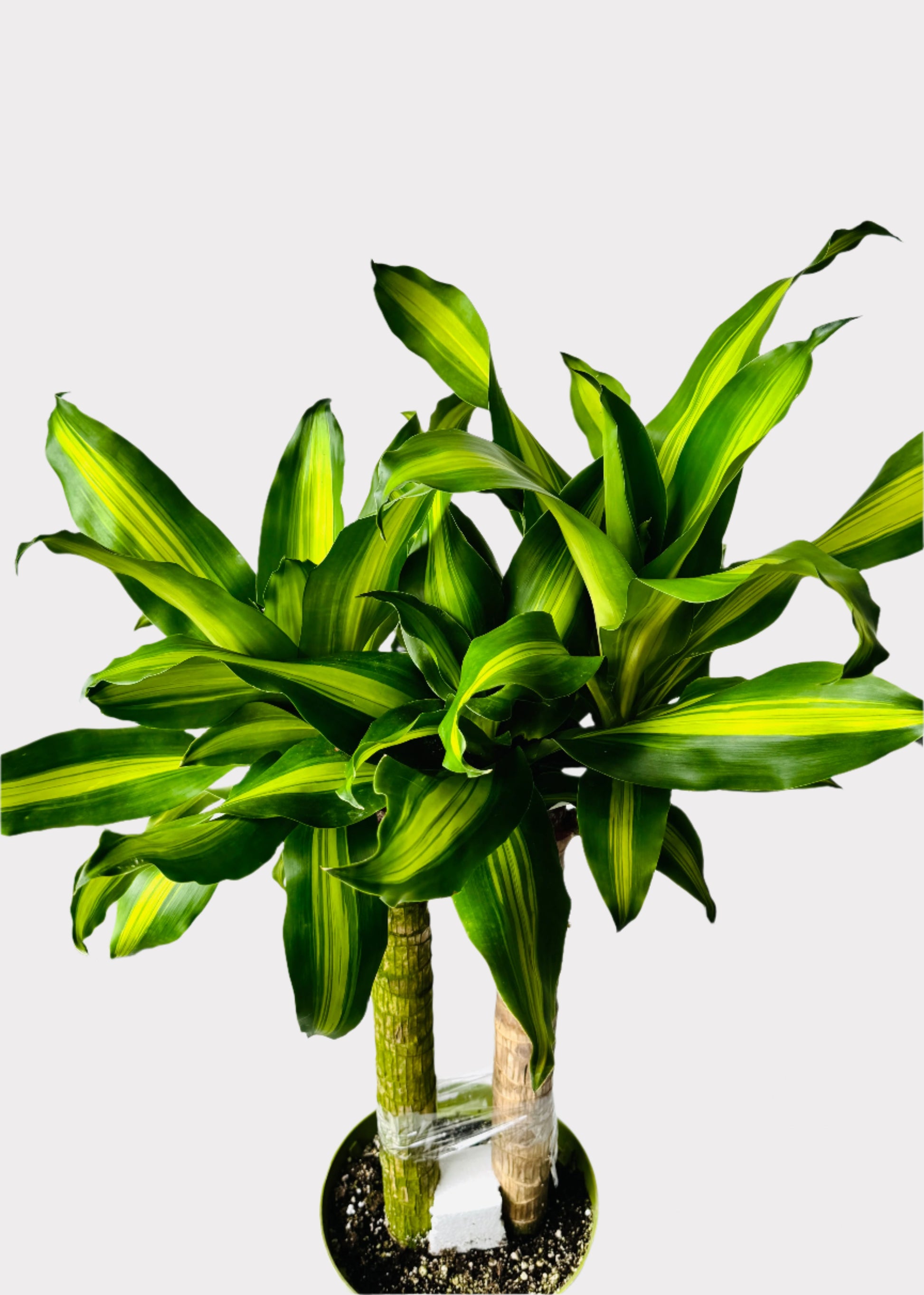 dracaena massangeana outdoors Dracaena – Massangeana Cane – Rainbow
