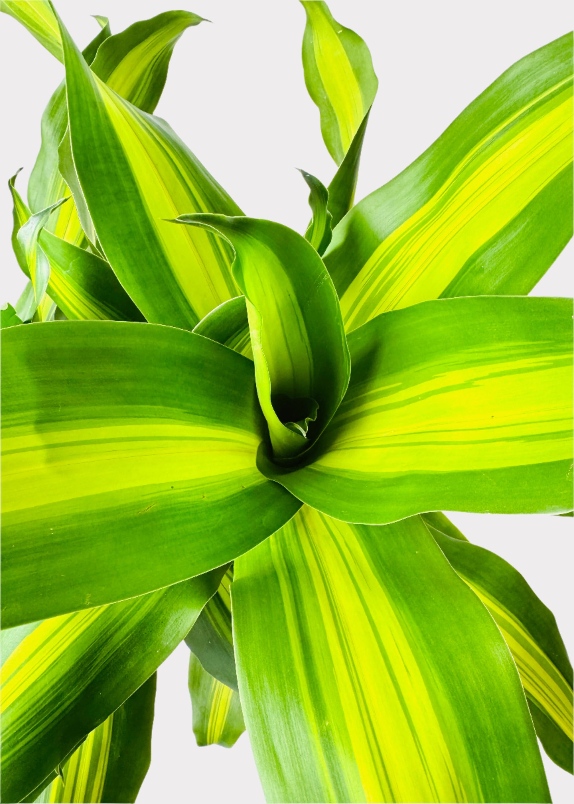 dracaena fragrans in chinese Dracaena – Massangeana Cane – Rainbow