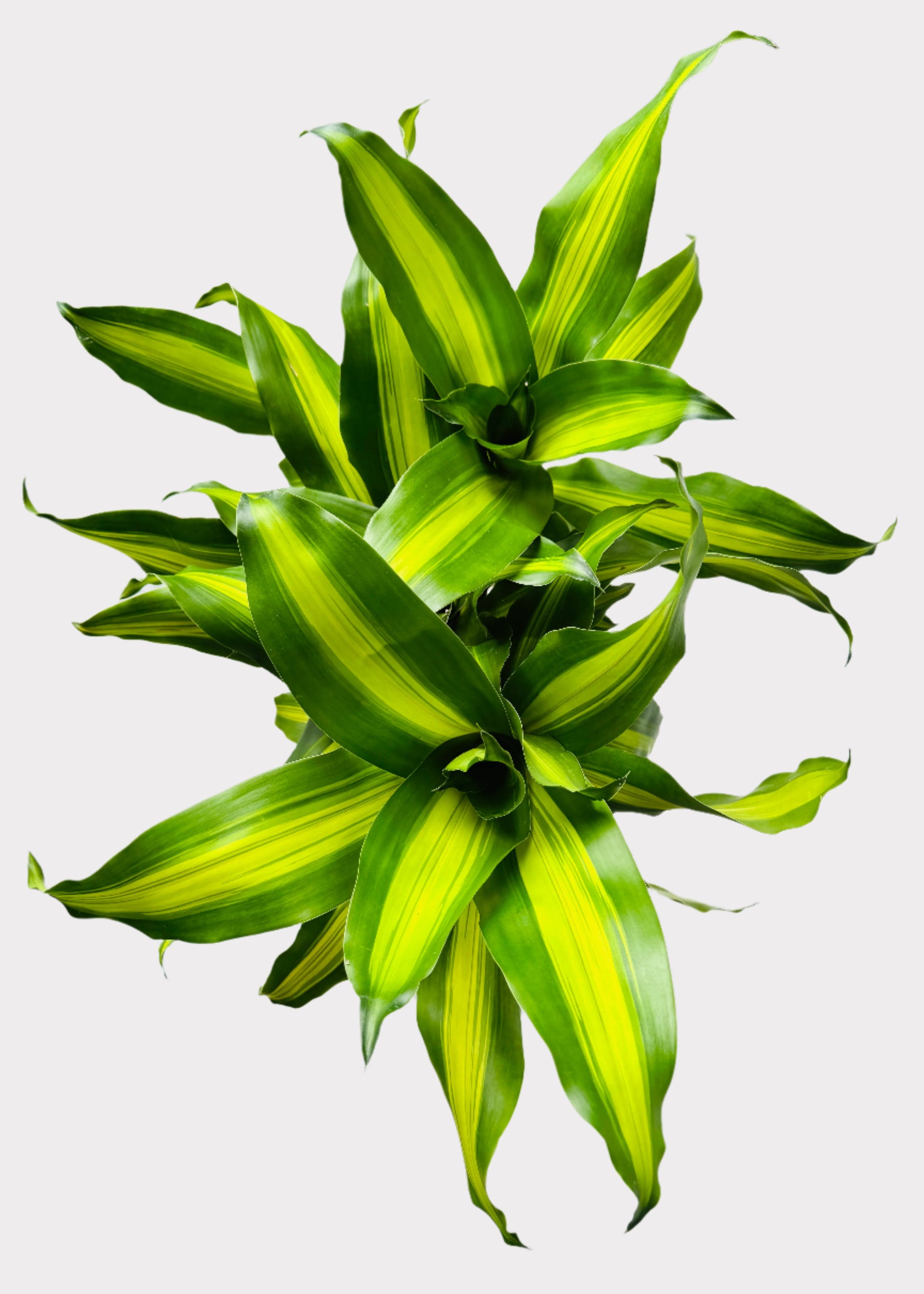 dracaena massangeana wiki Dracaena – Massangeana Cane – Rainbow