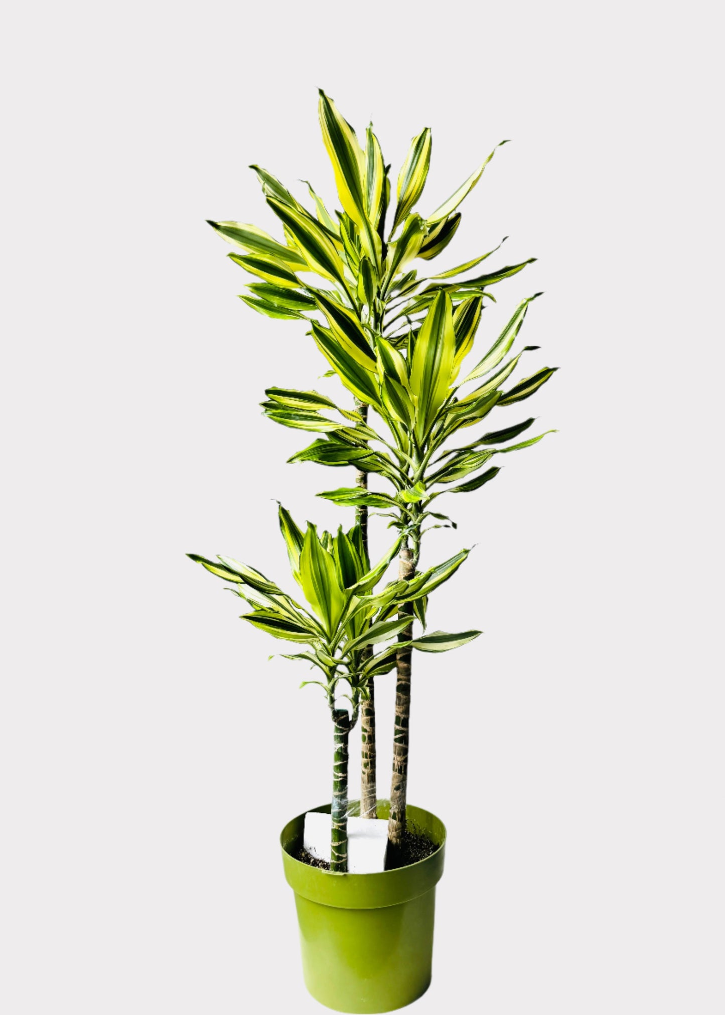 Dracaena – Sol Cane