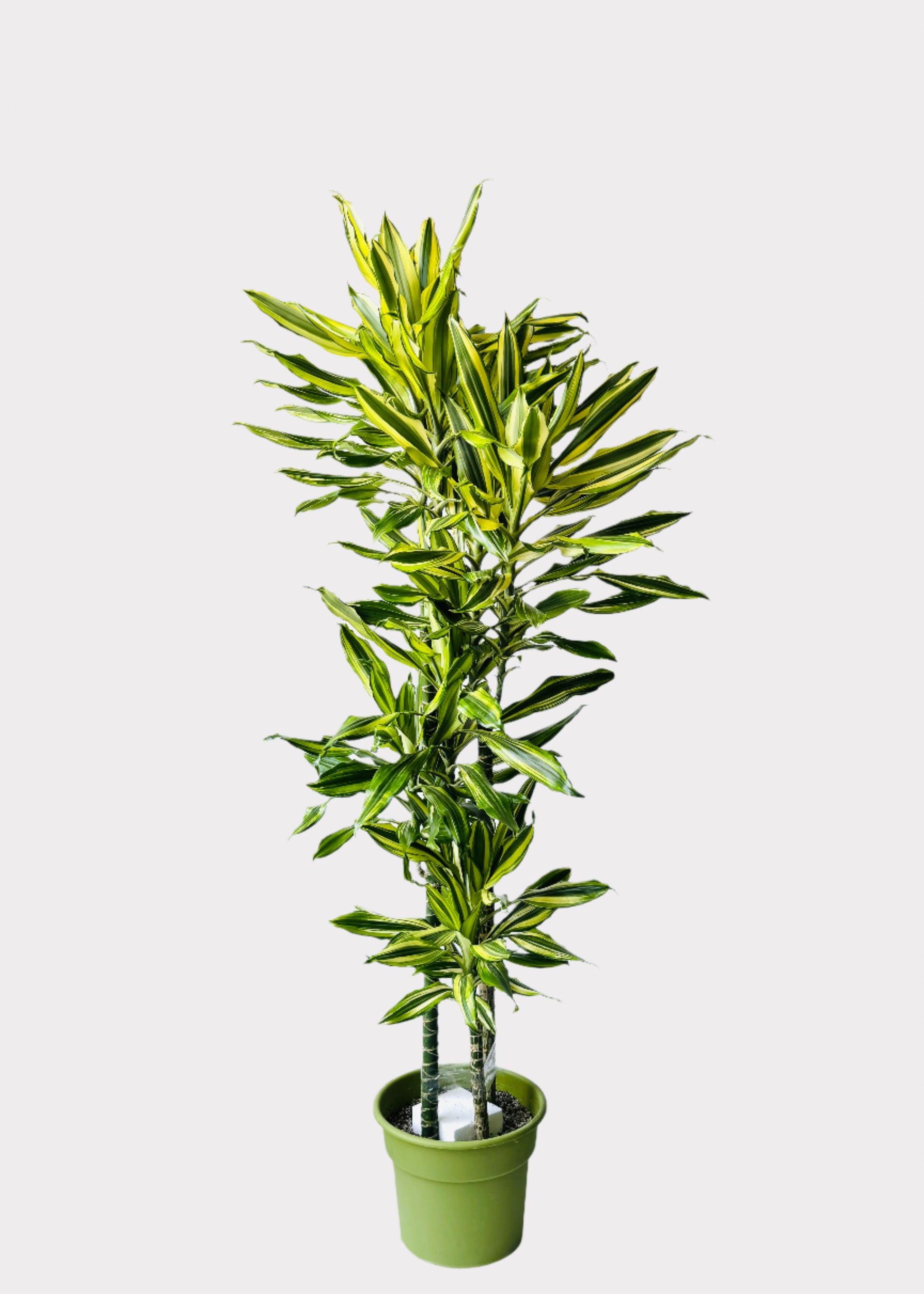 sol dracaena Dracaena – Sol Cane – Rainbow
