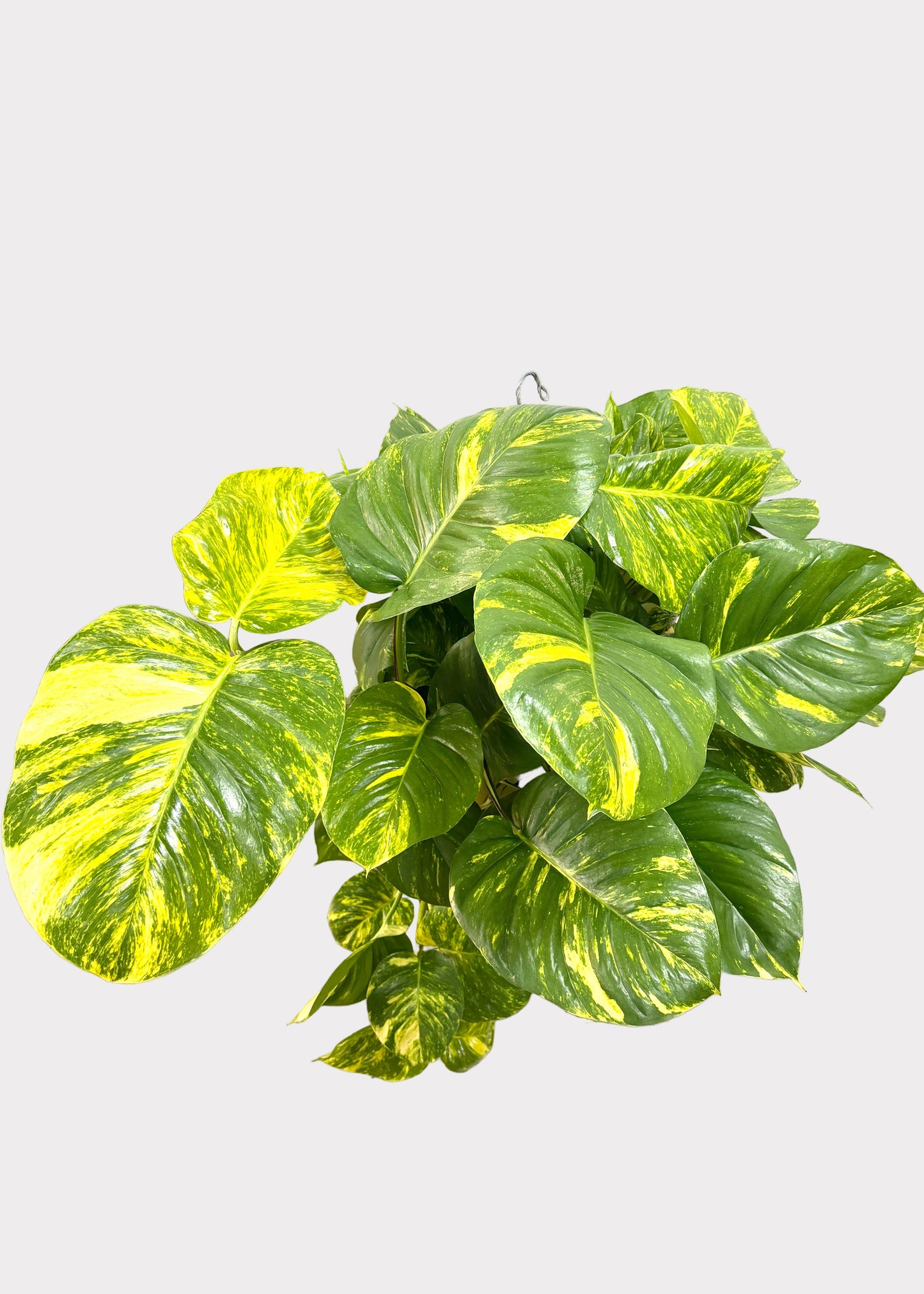 Epipremnum aureum - Hawaiian (Big Leaf Pothos)