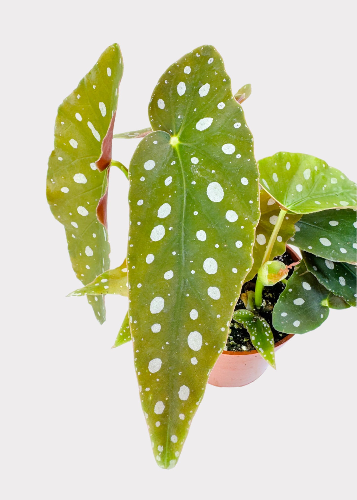 Begonia – Polka Dot Plant