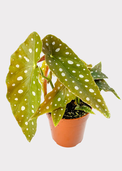 Begonia – Polka Dot Plant
