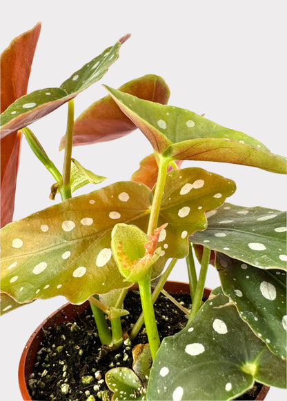 Begonia – Polka Dot Plant
