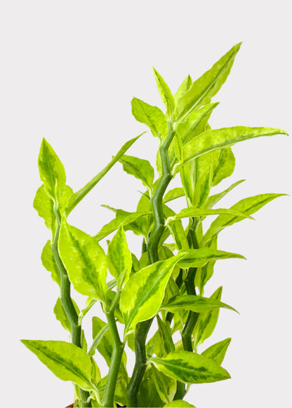 Pedilanthus Tithymaloides - Jacob's Ladder
