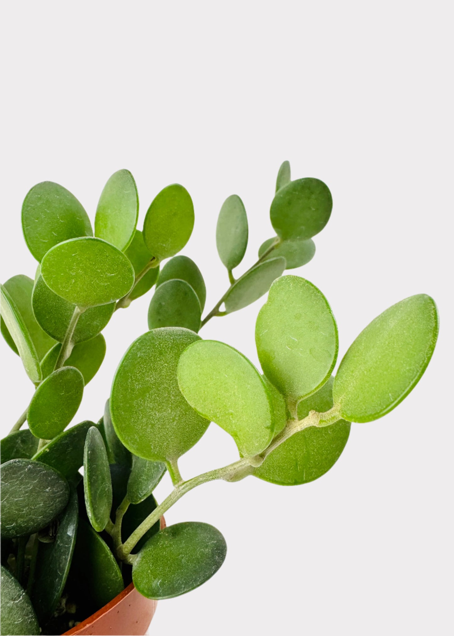 Xerosicyos Danguyi - Silver Dollar Plant