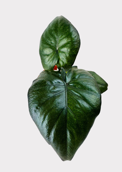 Alocasia – Serendipity