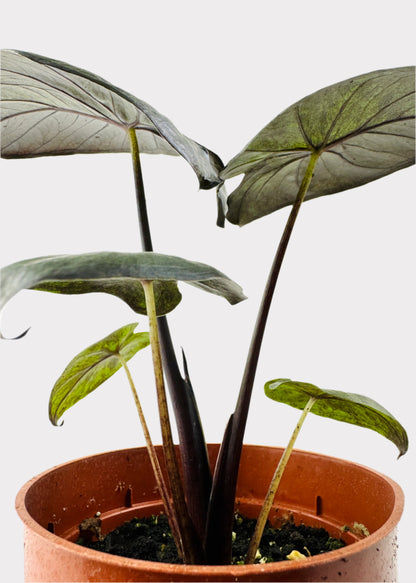 Alocasia – Serendipity