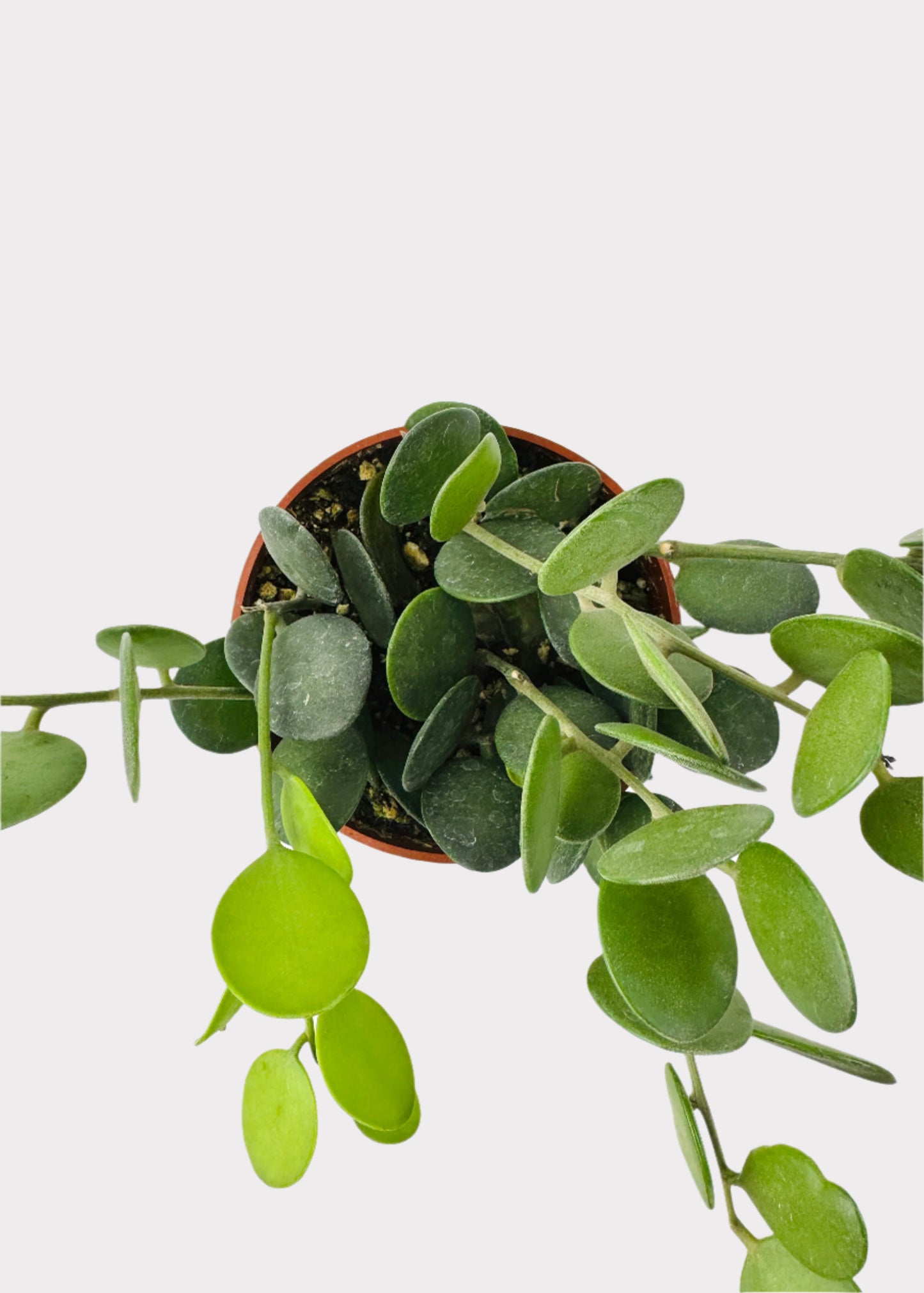 Xerosicyos Danguyi - Silver Dollar Plant